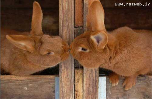 عکس های خصوصی و عاشقانه (ورود مجردها ممنوع) 