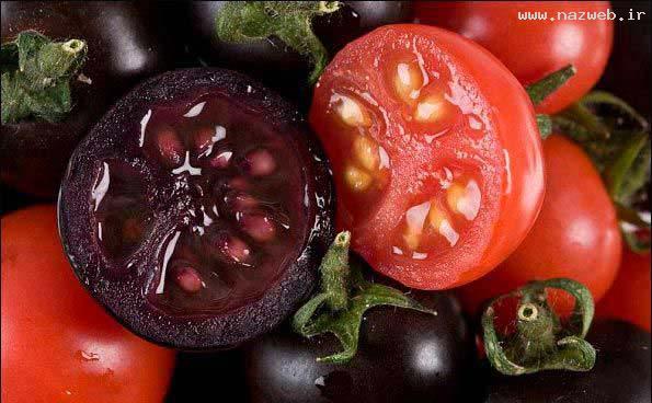 گوجه فرنگی بنفش و به این زیبایی تا حالا دیده بودید