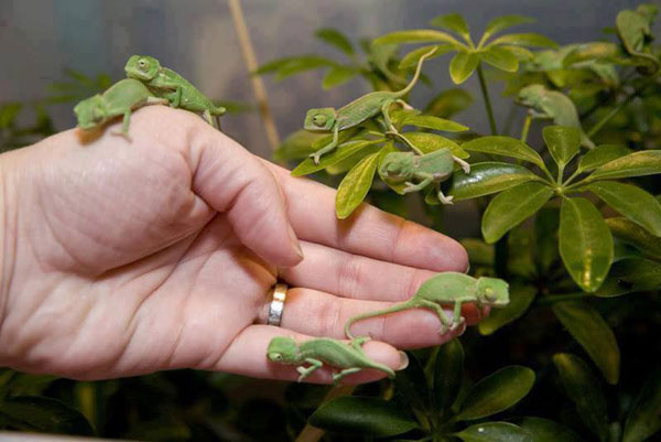 بچه های دیدنی آفتاب پرست