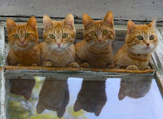 خنده دارترین عکس ها از رفتارهای جالب حیوانات