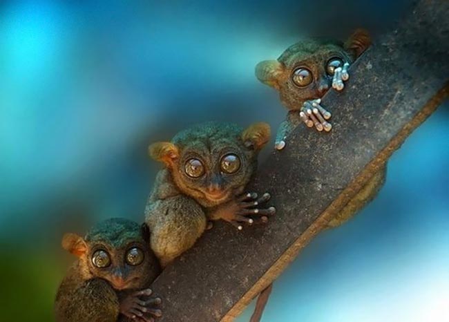 خنده دارترین عکس ها از رفتارهای جالب حیوانات