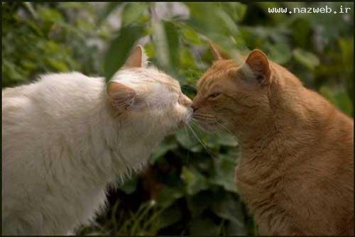 عکس های خصوصی و عاشقانه (ورود مجردها ممنوع) 