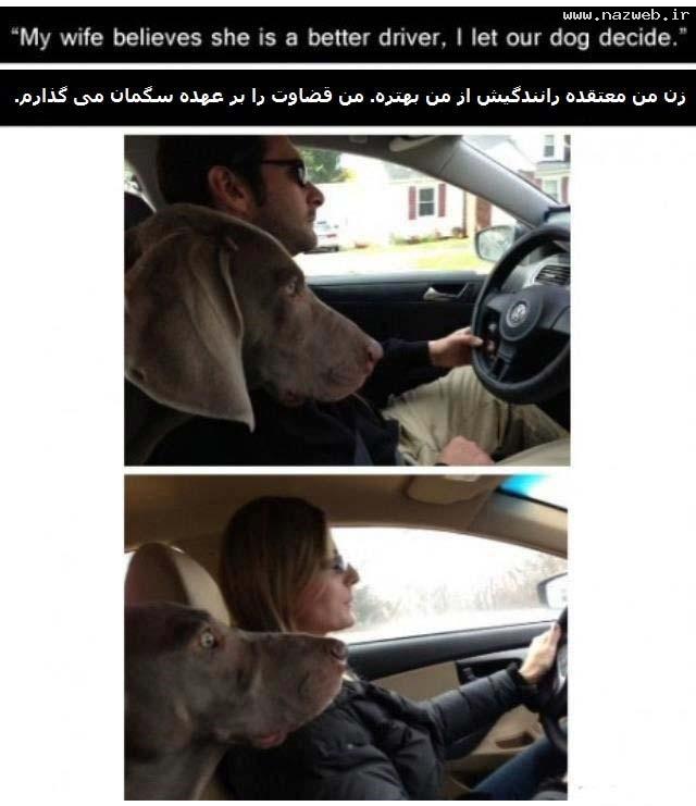 قضاوت عجیب رانندگی این زن و مرد توسط سگ!
