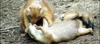 عکس های خصوصی و عاشقانه (ورود مجردها ممنوع)