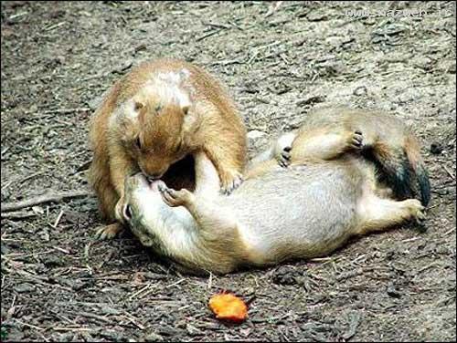 عکس های خصوصی و عاشقانه (ورود مجردها ممنوع)