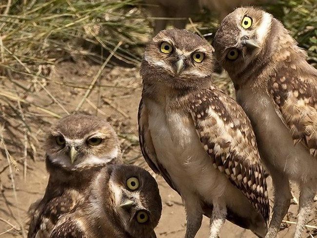 خنده دارترین عکس ها از رفتارهای جالب حیوانات