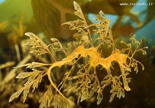 عکس های باورنکردنی و دیدنی استتار در طبیعت