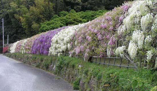  عکس های دیدنی و بی نظیر از تونل گل رویایی ویستریا 