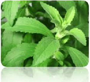 استویا، گیاهی فوق العاده برای لاغر شدن