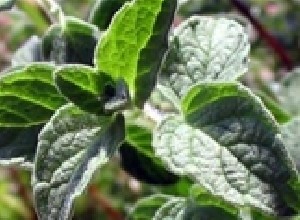 خواص بسیار پونه کوهی