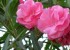 شناخت گل های زیبا اما سمی
