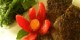 طرز تهیه ی کوکو بادمجان ویژه