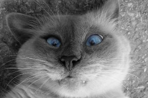 شوخی، جدی های جالب و خنده دار!!