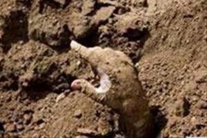 جنجال نجات دختر زنده به گور شده