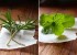 2 عصاره گیاهی برای تقویت حافظه