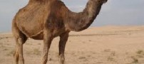 حقایقی بسیار خواندنی و جالب در مورد شترها