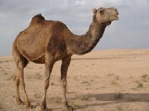 حقایقی بسیار خواندنی و جالب در مورد شترها