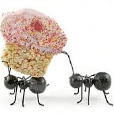 بهترین راه کارها برای رهایی از مورچه ها
