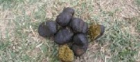 پشگل یا عنبر نسار چه خاصیتی دارد؟!!