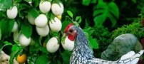 تخم مرغ گیاهی در بازار به زودی عرضه می شود