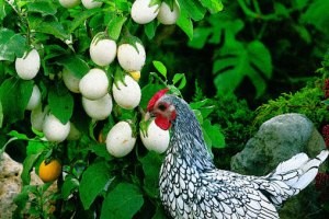 تخم مرغ گیاهی در بازار به زودی عرضه می شود