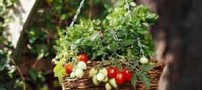 نکات مهم و ضروری برای نگهداری گلهای بهاری