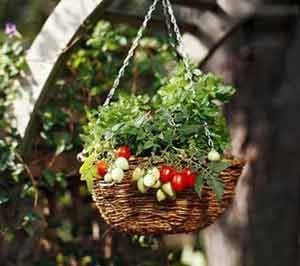 نکات مهم و ضروری برای نگهداری گلهای بهاری