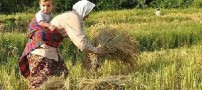 شغل هایی که بیماری تنفسی و مفصلی دارند
