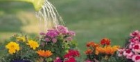 آموزش صحیح آبیاری گل های آپارتمانی