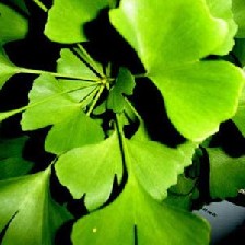 جینکوبیلوبا یک گیاه برای جلوگیری از آلزایمر