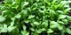 خواص درمانی تره تیزک برای قلب