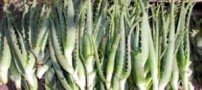 گیاهی برای افزایش مقاومت بدن در سرما