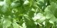 سبزی برای آرامش و ضد تشنگی