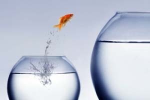 تو ماهی قرمزی و من حسرت تور !!! تو ماهی قرمزی و من حسرت تور !!!
