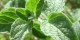 فواید گیاه معطر پونه