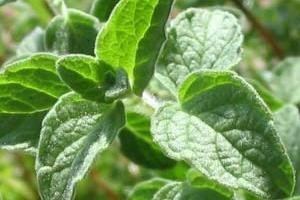 فواید گیاه معطر پونه فواید گیاه معطر پونه