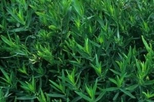 خواص چای ترخون خواص چای ترخون