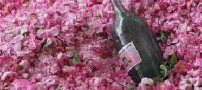 اثرات بسیار مفید گلاب بر بدن