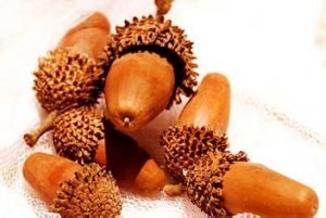بلوط چه خواصی دارد