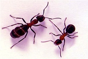 داستان خواندنی ازدوستی سلیمان با مورچه ها