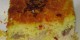 طرز تهیه ته چین، یک غذای اعیانی