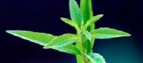 خواص به لیمو چیست