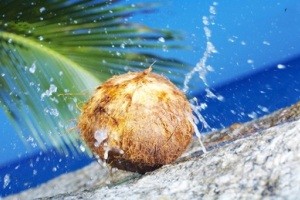 خواص و مضرات نارگیل و شیر نارگیل خواص و مضرات نارگیل و شیر نارگیل