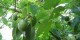 خواص روغن آووکادو
