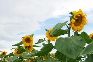 خواص دارویی و خوراکی تخمه آفتاب گردان