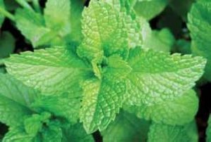 گیاهی مضر برای زخم معده گیاهی مضر برای زخم معده