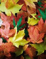 ویژگی های جالب رنگ ها بر روح و روان ویژگی های جالب رنگ ها بر روح و روان