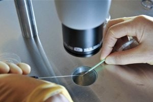 ابداع لقاح مصنوعی با 2 مادر و یک پدر !! ابداع لقاح مصنوعی با 2 مادر و یک پدر !!