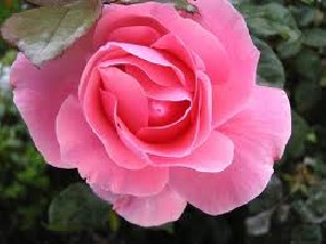 دعا برای رهایی از نکبت و ناخوشی