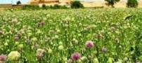 آشنایی با یک تمدن عجیب 7000 ساله